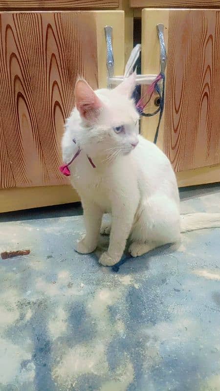 Persian cats available for sale 2
