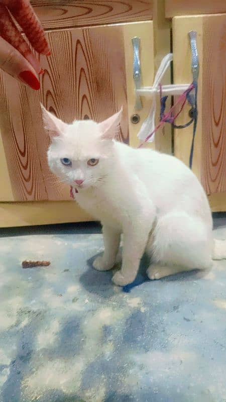 Persian cats available for sale 3