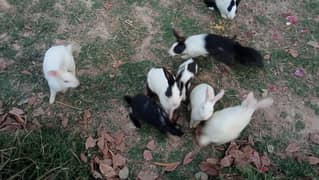 breeder pairs & pathay for sale urgent sale