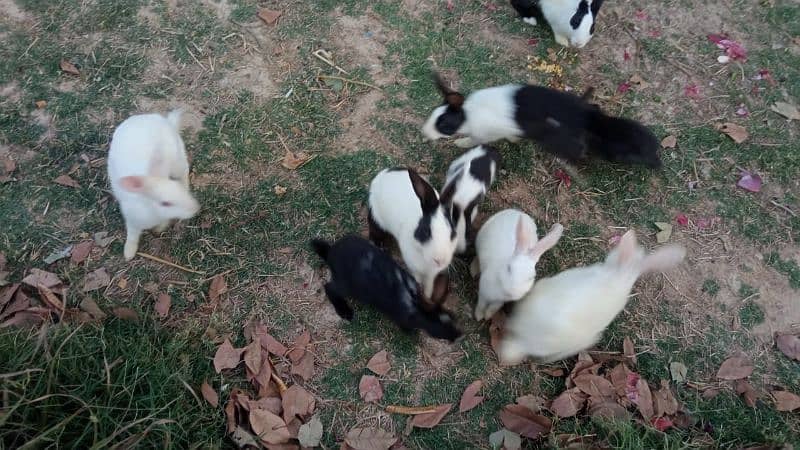 breeder pairs & pathay for sale urgent sale 0