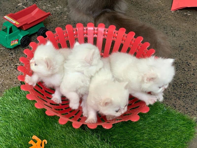 3 Persian Kittens Triple coated ready for hand mate. 12K Each 0
