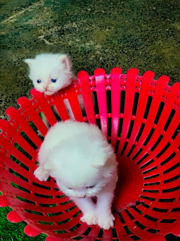 3 Persian Kittens Triple coated ready for hand mate. 12K Each 1