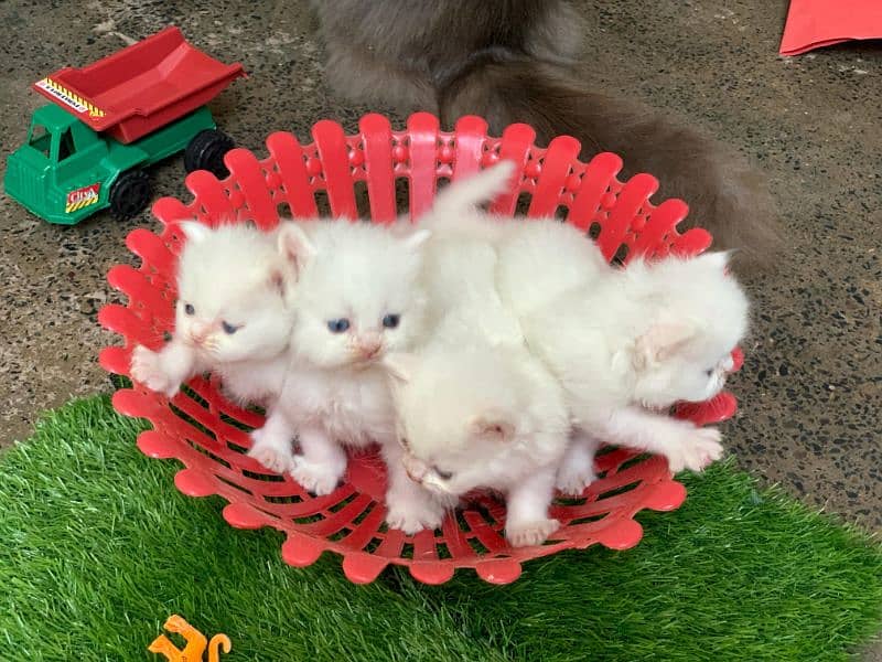 3 Persian Kittens Triple coated ready for hand mate. 12K Each 3