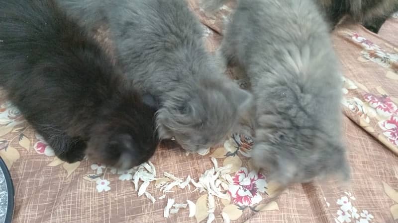 Persian kittens 0