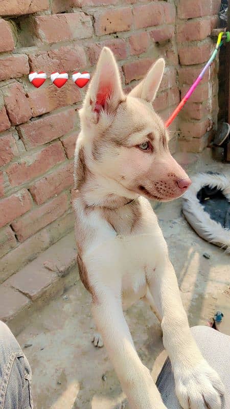 Dog for sale 0