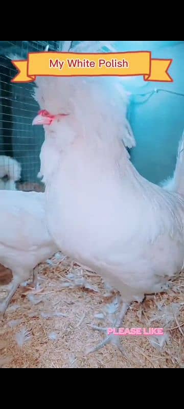 hens fency poultary birds silky polish 0