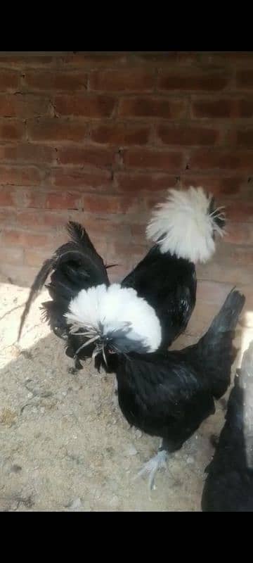 hens fency poultary birds silky polish 1