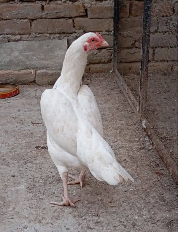 hens fency poultary birds silky polish 2