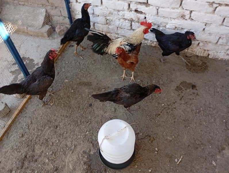 hens fency poultary birds silky polish 3