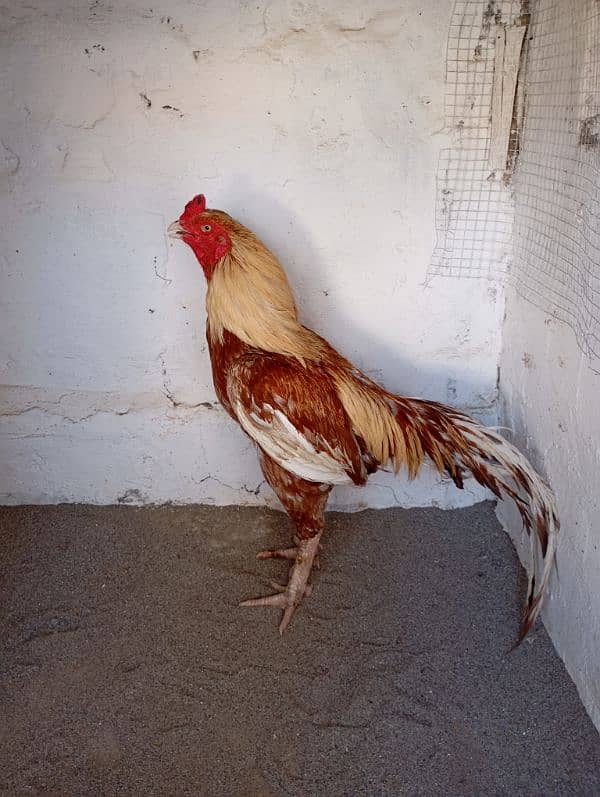 hens fency poultary birds silky polish 4