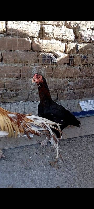 hens fency poultary birds silky polish 5