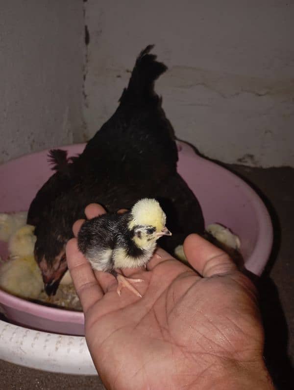 hens fency poultary birds silky polish 7