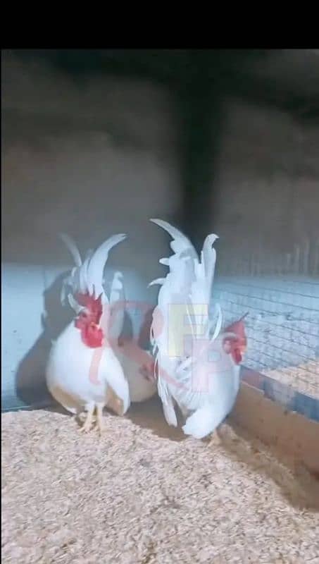 hens fency poultary birds silky polish 8