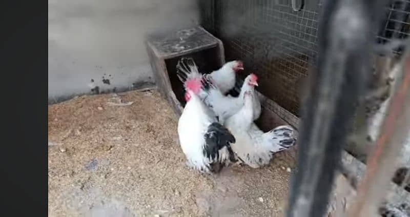 hens fency poultary birds silky polish 9