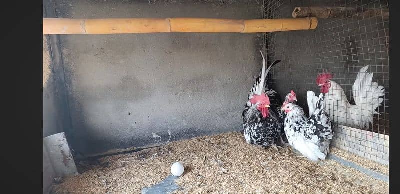 hens fency poultary birds silky polish 10