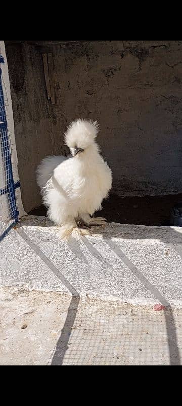 hens fency poultary birds silky polish 11