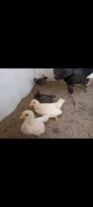 hens fency poultary birds silky polish 12