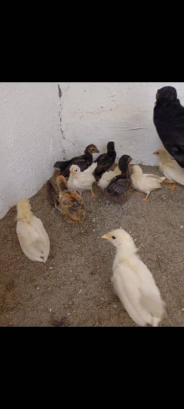 hens fency poultary birds silky polish 13