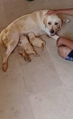 british lab pair for sale 80k