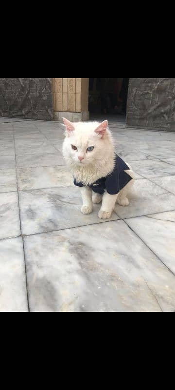 Beautiful Percian Kitten With Unique Odd eyes 0