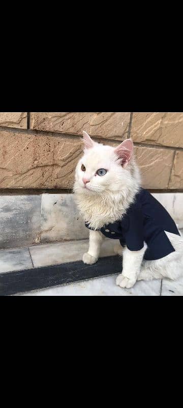 Beautiful Percian Kitten With Unique Odd eyes 1