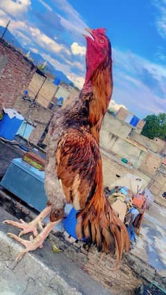 جاگیری