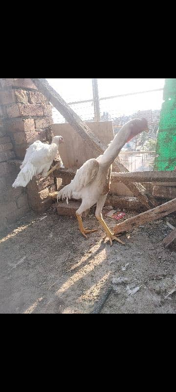 jarman shamo pare for sale top quality perfect point 0