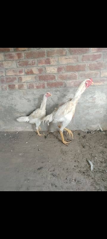 jarman shamo pare for sale top quality perfect point 2