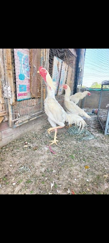 jarman shamo pare for sale top quality perfect point 4