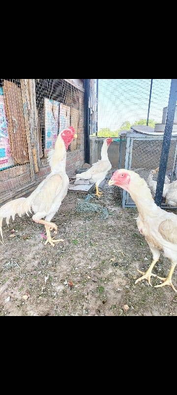jarman shamo pare for sale top quality perfect point 5