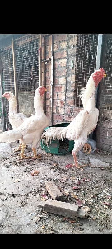 jarman shamo pare for sale top quality perfect point 6