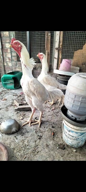 jarman shamo pare for sale top quality perfect point 7