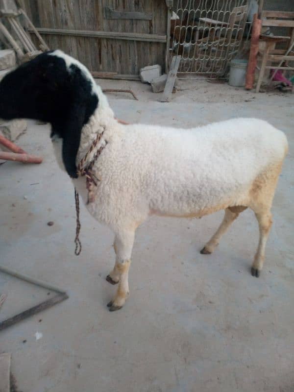 Sheep 0