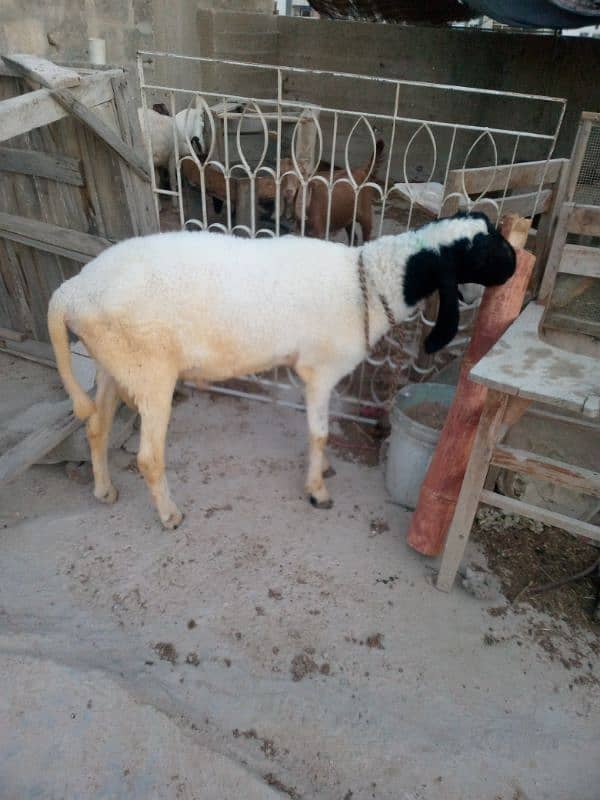 Sheep 1