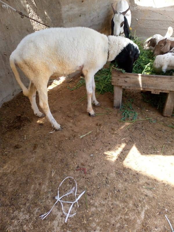 Sheep 2