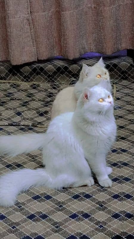 2 males 4