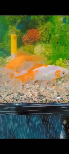 aquarium with fishes
