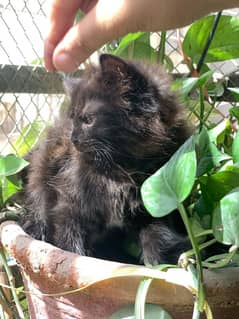 Persian cat