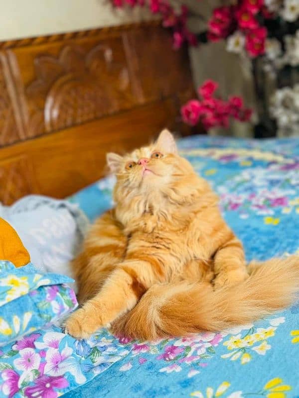 Persian kitten available 03439277208 Contact me On Whtsapp Number 0