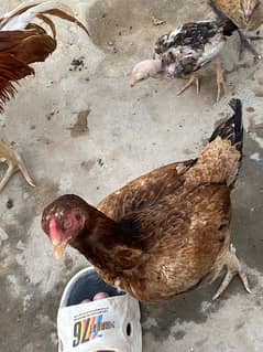 Aseel