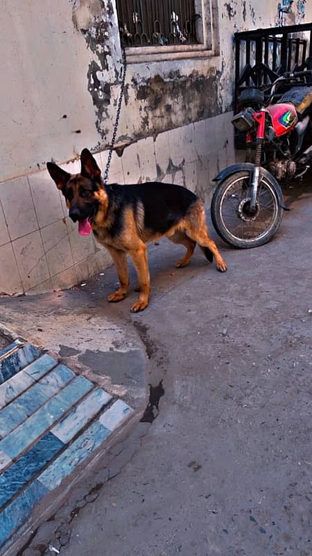 German Shepherd pair non pedigre 0