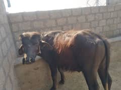 Bull