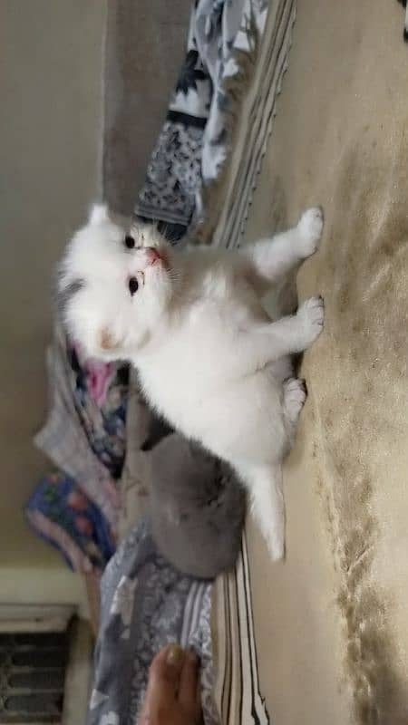 persian kittens 1