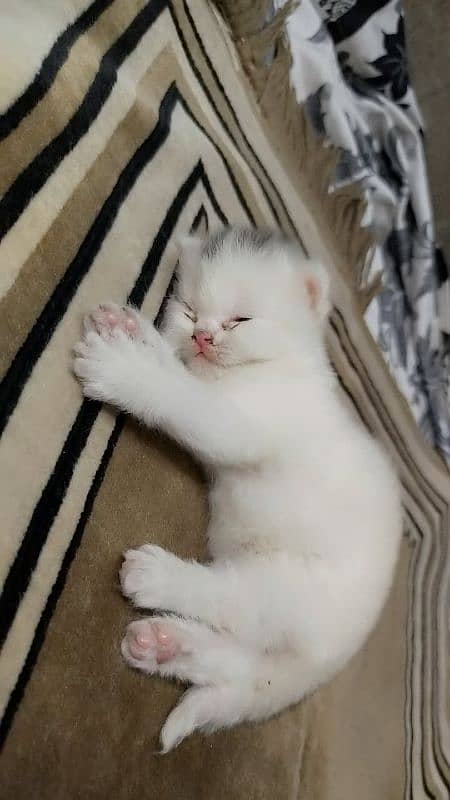 persian kittens 3