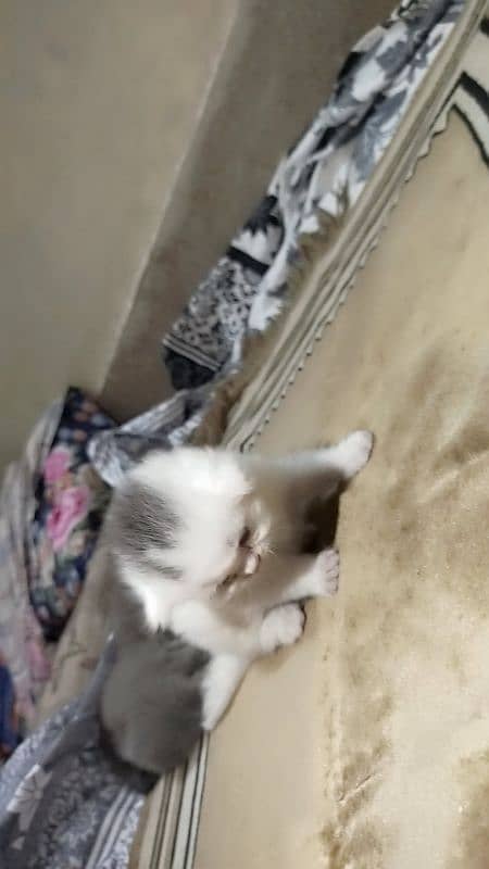 persian kittens 6