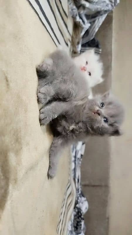 persian kittens 11