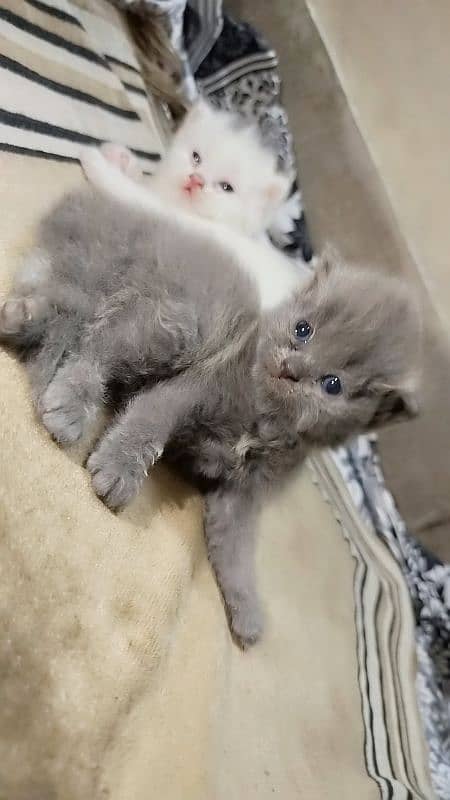 persian kittens 12