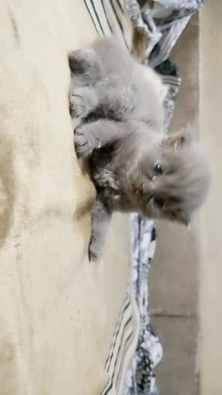 persian kittens 13
