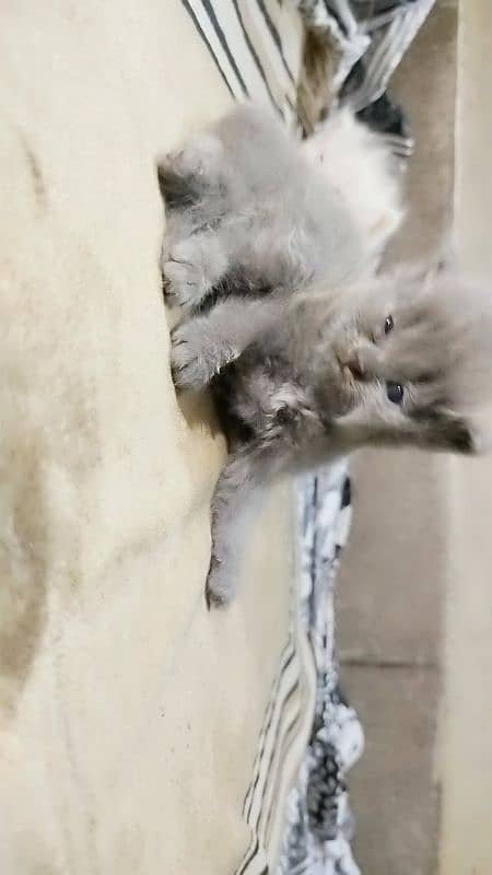 persian kittens 14