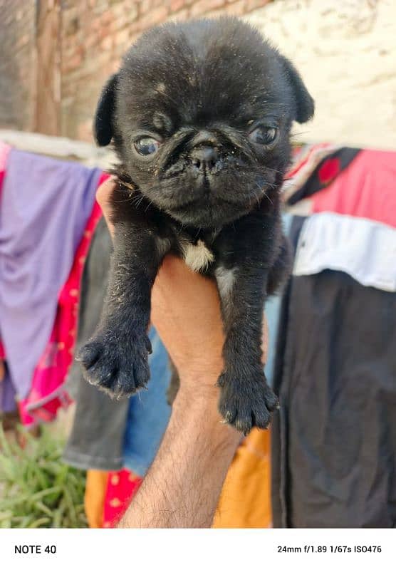 pug puppy for sale 0